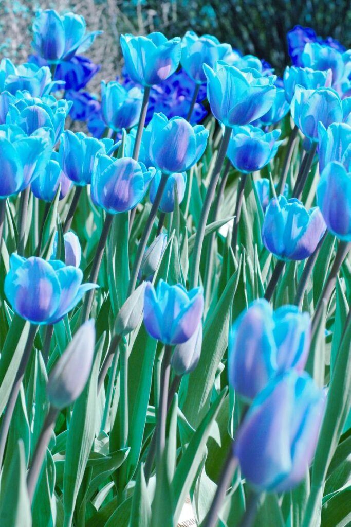 Blaue Tulpen