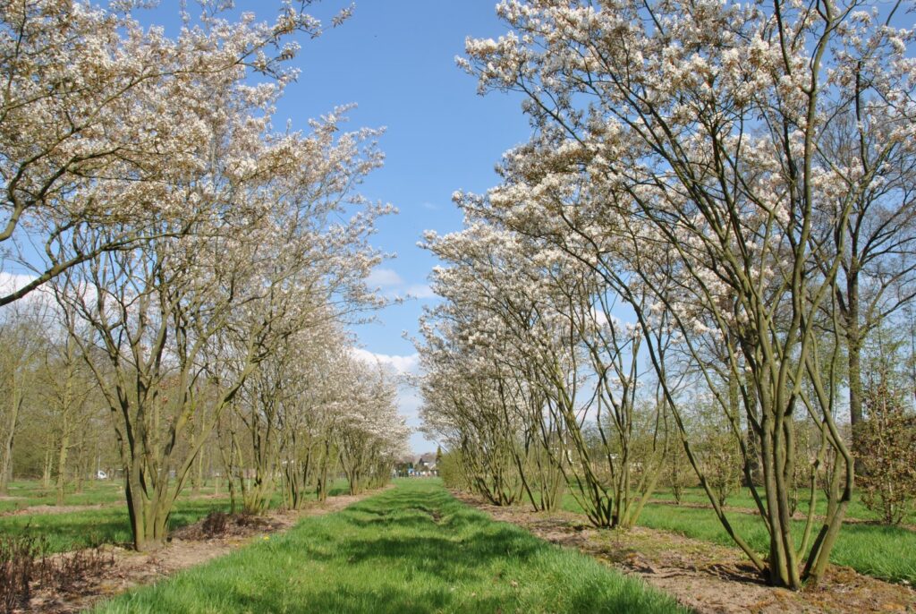 Kupferfelsenmispel (Amelanchier lamarckii)