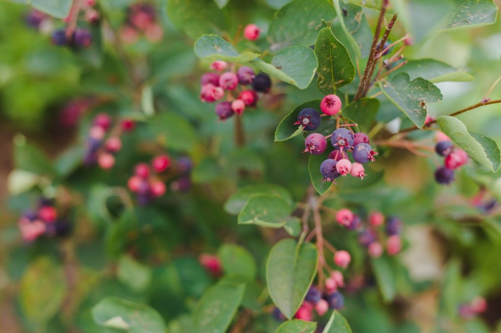 Kanadische Felsenbirne (Amelanchier canadensis)