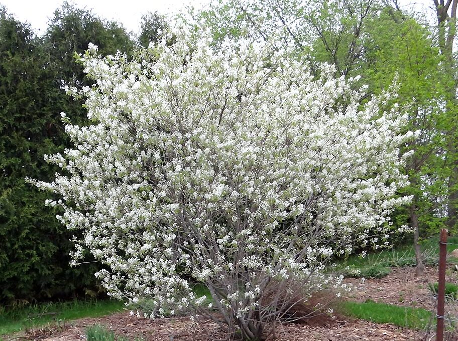 Felsenbirne mit Erlenblättern (Amelanchier alnifolia)