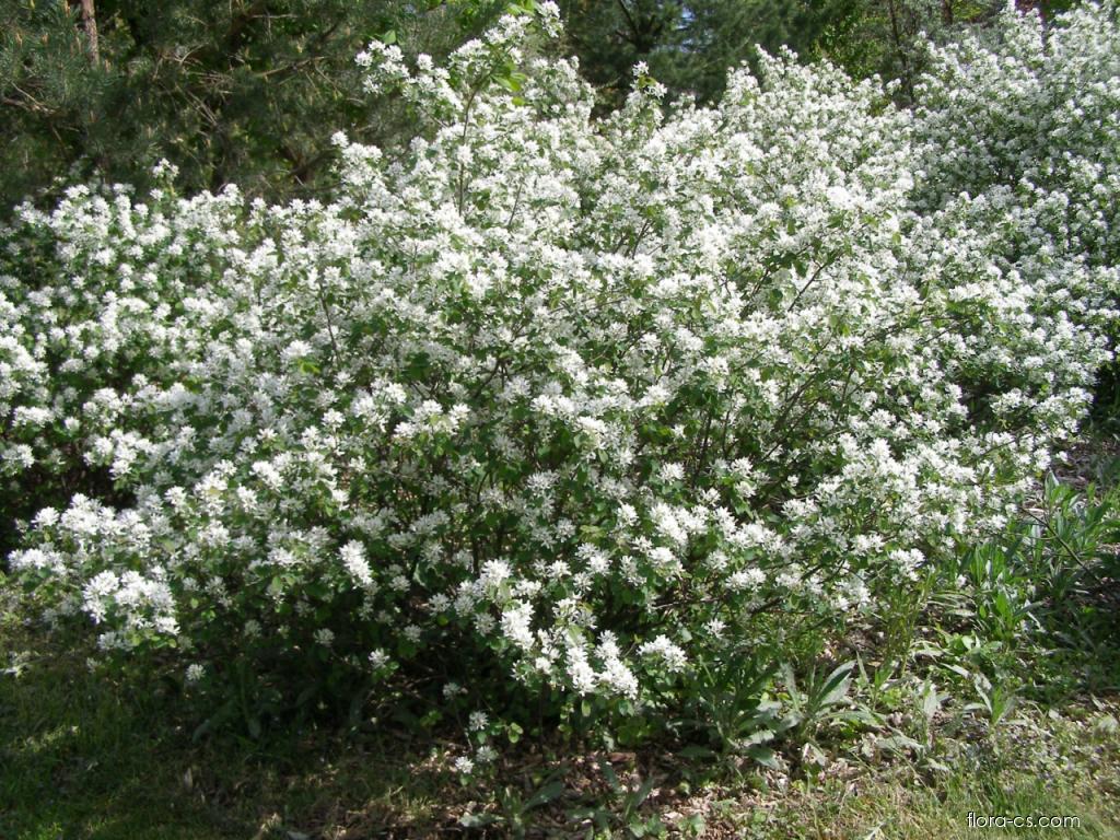 Felsenbirne (Amelanchier ovalis)