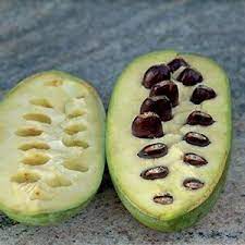 Pawpaw Früchte - Asimina