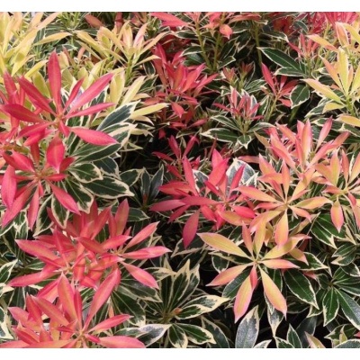 Japanische Pieris - Pieris japonica