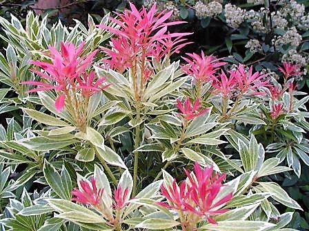 Pieris japanischer Strauch - Pieris japonica