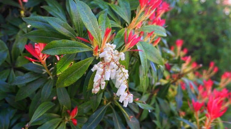 Pieris japonica Anbau