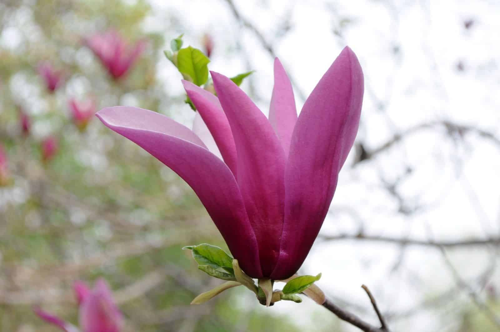 Lilien-Magnolie - Magnolia lilioflora
