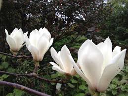 Yulan-Magnolie - Magnolia denudata