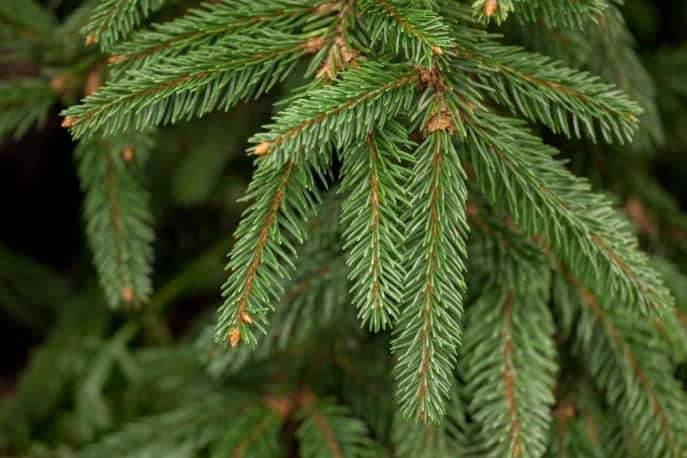 Serbische Fichte - Picea omorika