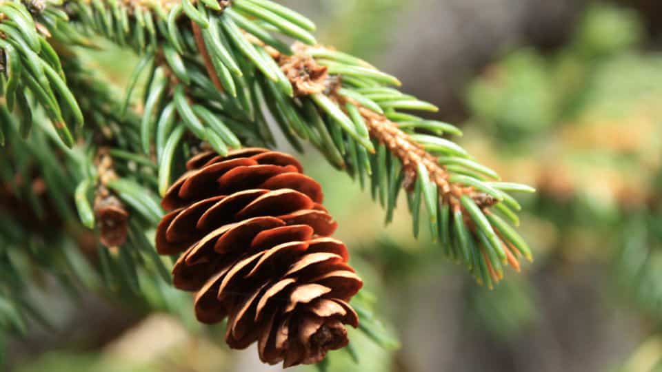 Weißfichte - Picea glauca