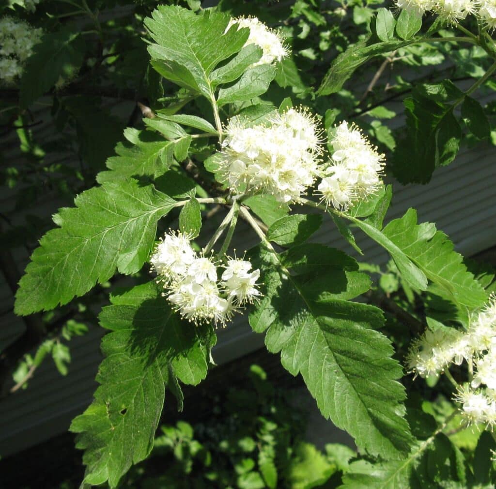 Thüringische Eberesche (Sorbus x thuringiaca)