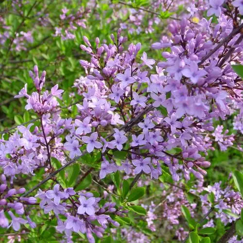 Persischer Flieder (Syringa x persica)​