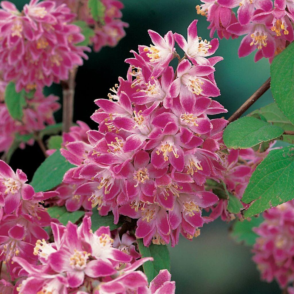 Deutzie Strawberry Field - Deutzia 'Strawberry Field'