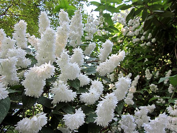 Raue Deutzie - Deutzia scabra