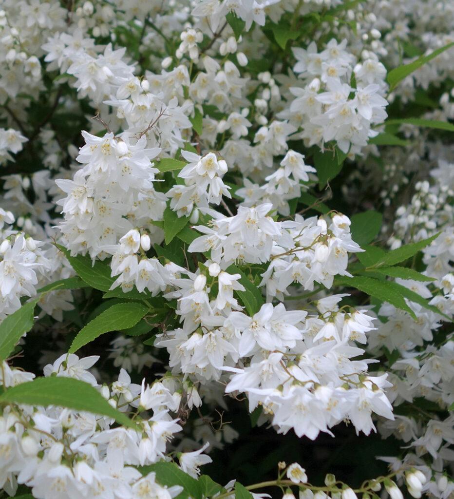 Deutzia gracilis mit kleinen weißen Blüten an den Zweigen