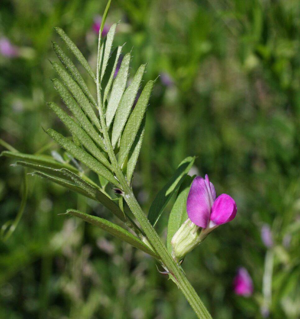 Saatwicke - Vicia sativa