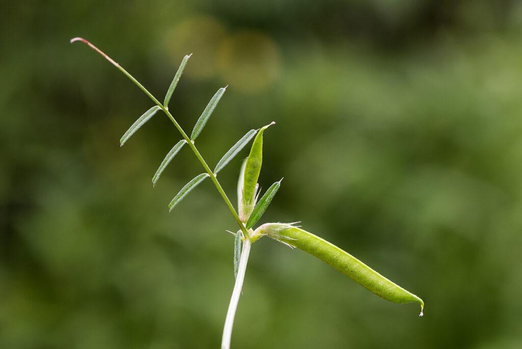 Schmalblättrige Wicke - Vicia angustifolia