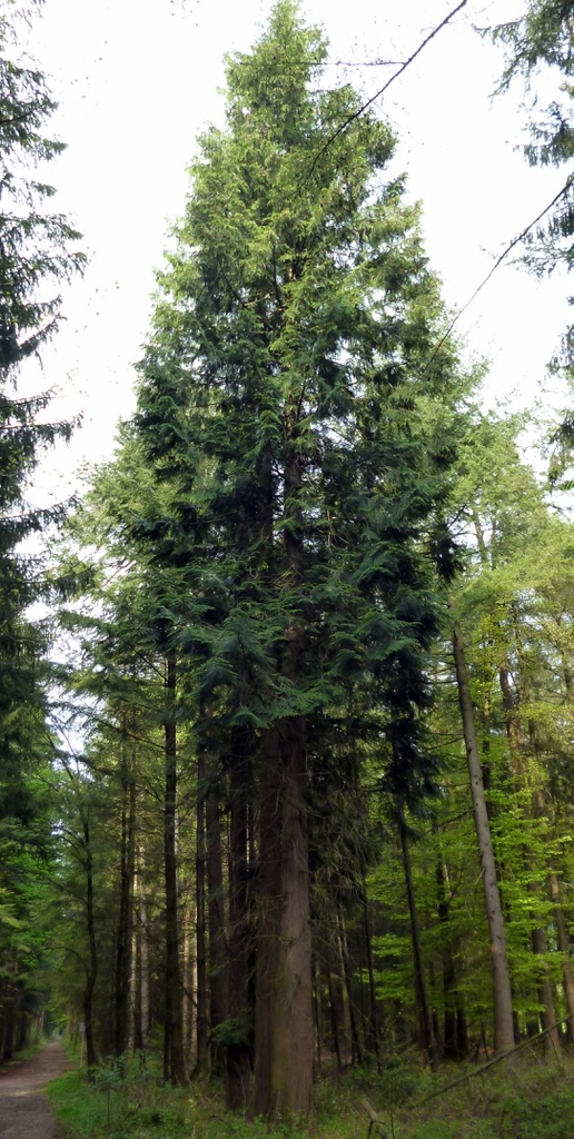Riesen-Lebensbaum - Thuja plicata
