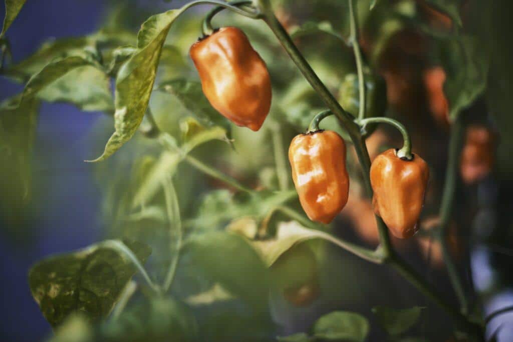 Gurkenmosaikvirus an Paprika