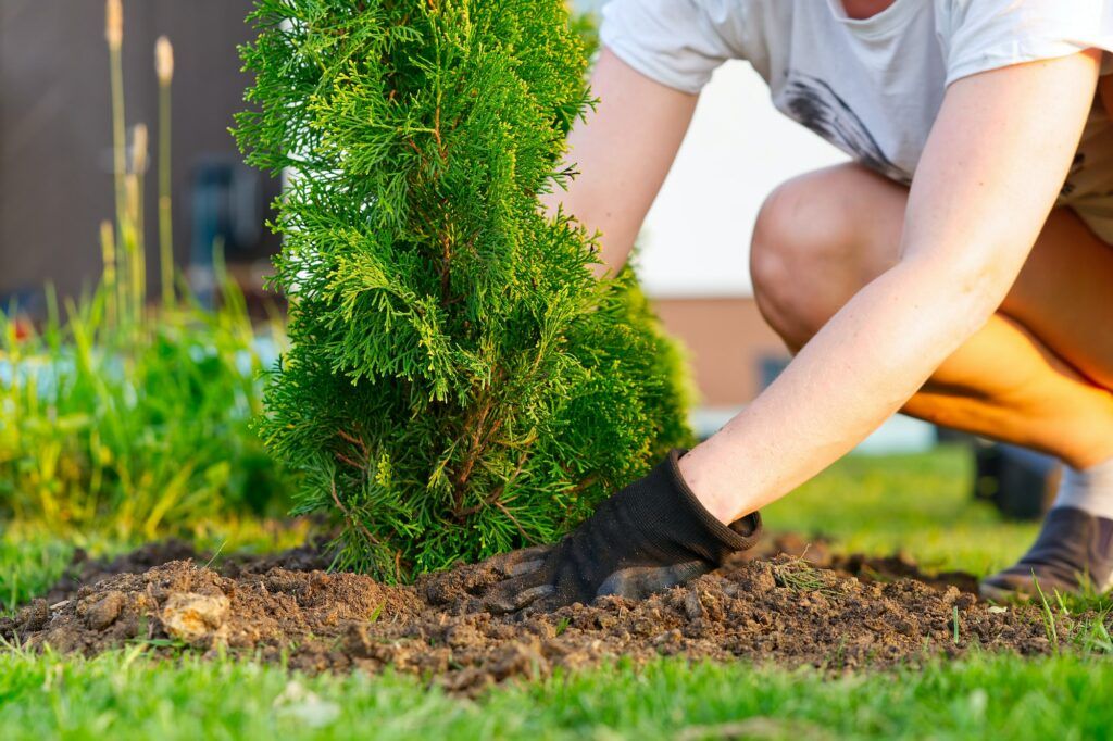 Thuja anbauen