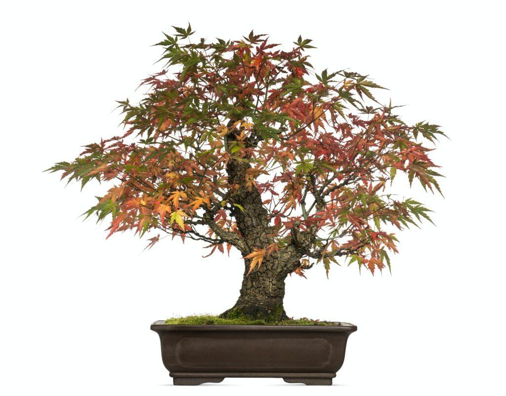 Japanischer Ahorn Bonsai - Acer japonicum