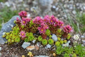 Polster des Frühblühenden Thymians (Thymus praecox) im Steingarten