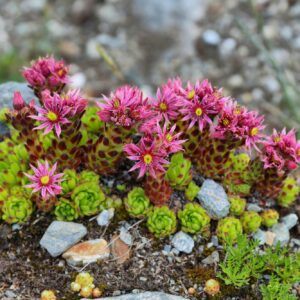 Polster des Frühblühenden Thymians (Thymus praecox) mit rosa Blüten im Steingarten
