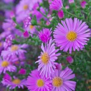Alpen-Aster