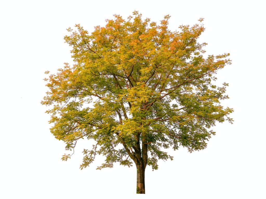 Hainbuche Herbstfarben