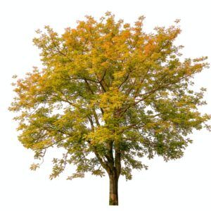 Freigestellter Laubbaum in Herbstfärbung - gelb bis orange verfärbte Krone vor weißem Hintergrund