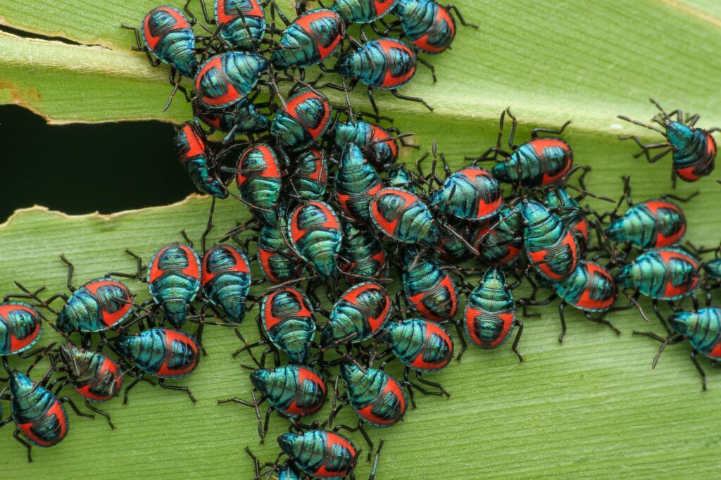 Echter Mehltau der Erbse verbreitet sich auch durch Insekten
