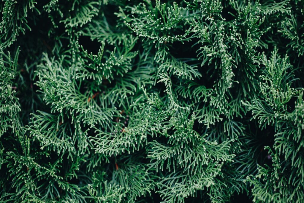 Thuja orientalis - Morgenländischer Lebensbaum