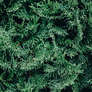 Thuja orientalis - Morgenländischer Lebensbaum