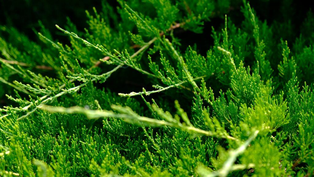 Schöne frische grüne Blätter des Kosakenwacholders - Juniperus sabina, ist ein Nadelstrauch.