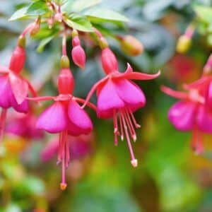Hängende Fuchsienblüten in Pink und Rot mit Knospen vor unscharfem grünem Laub