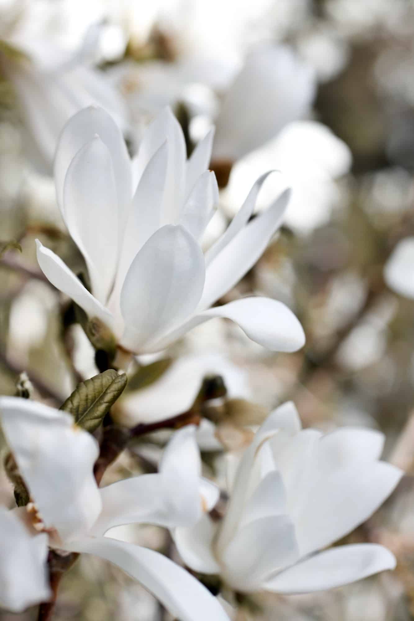 Japanische Magnolie - Magnolia kobus