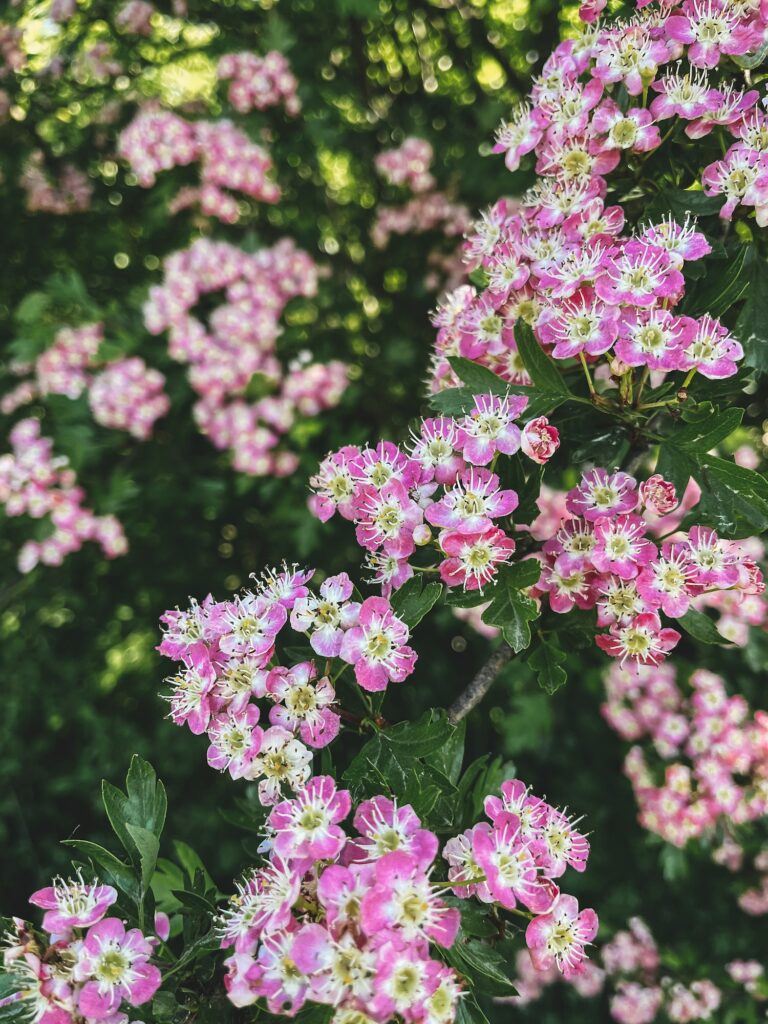 Zweigriffeliger Weißdorn - Crataegus laevigata
