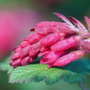 Blut-Johannisbeere (Ribes sanguineum) in voller Blüte, wichtige Trachtpflanze für Wildbienen