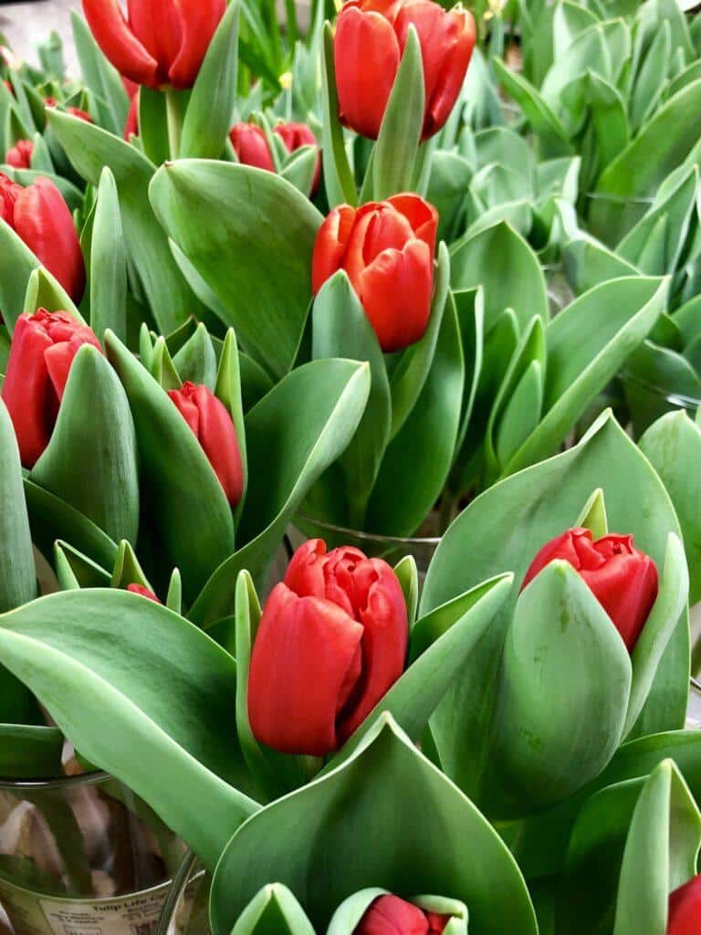 Rote Tulpen mit gestreiften Blättern