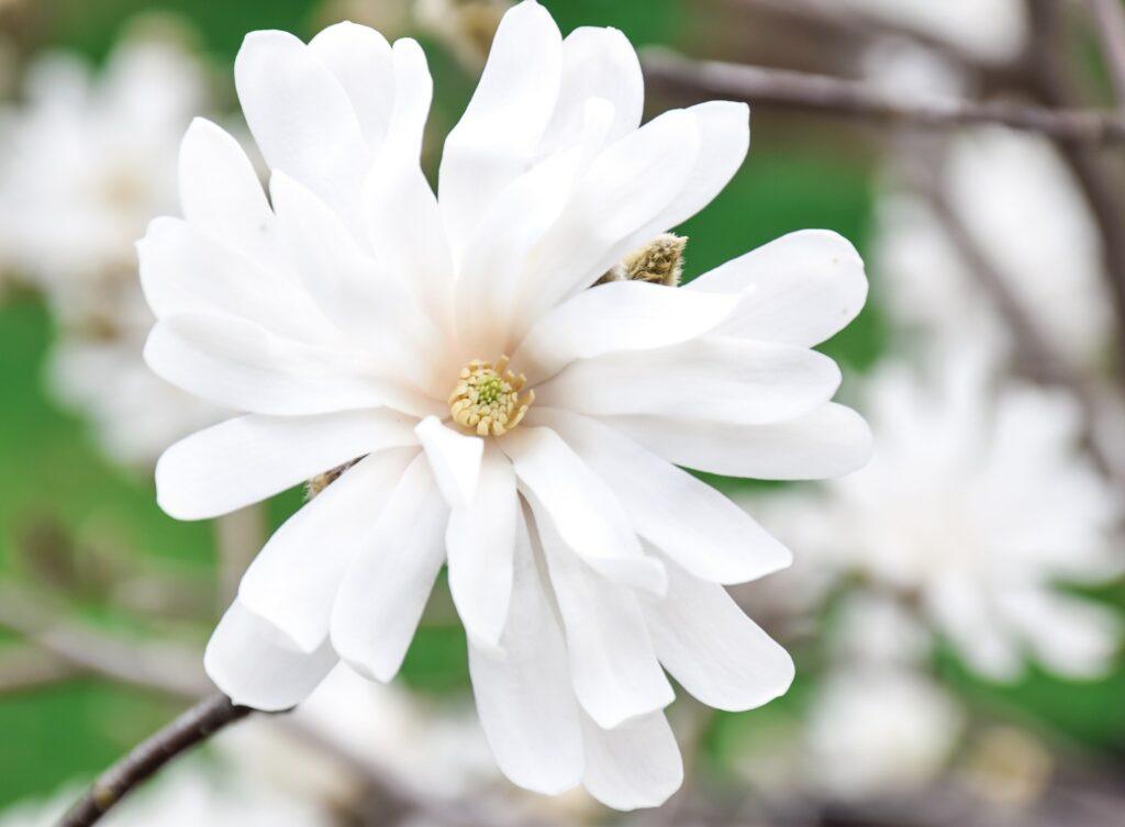 Stern-Magnolie - Magnolia stellata
