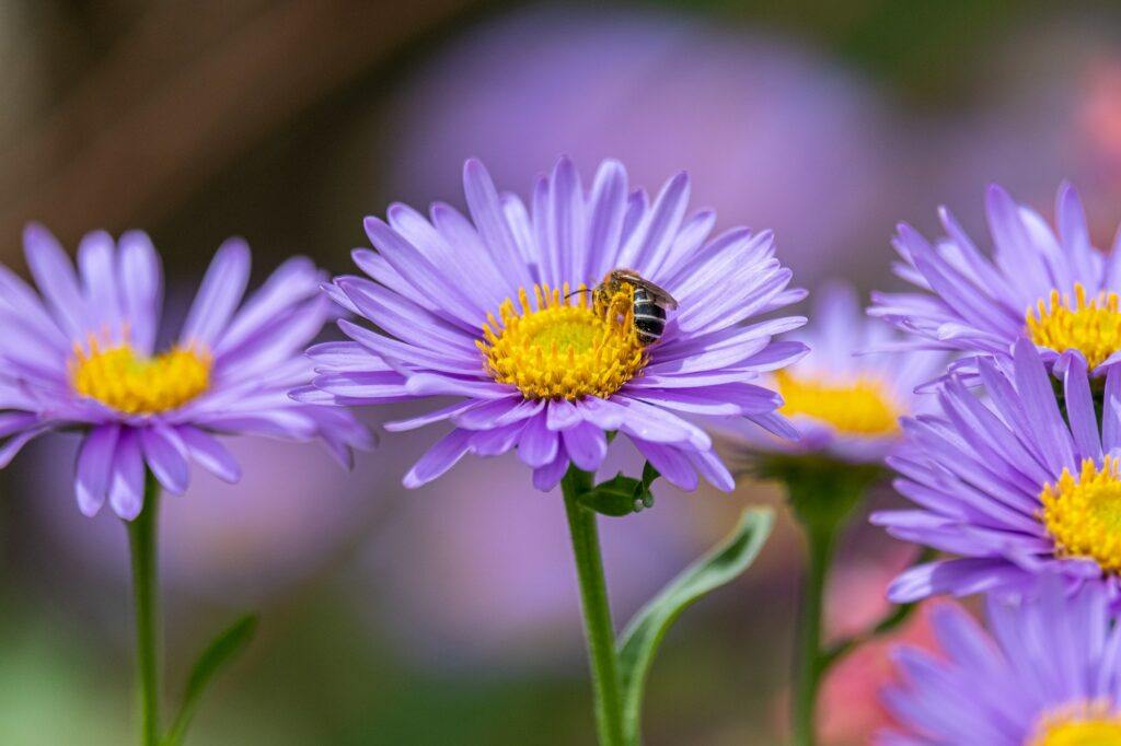Alpen-Aster – Detailaufnahme der Blüten