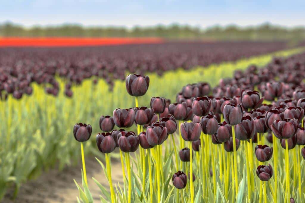 Schwarze Tulpe