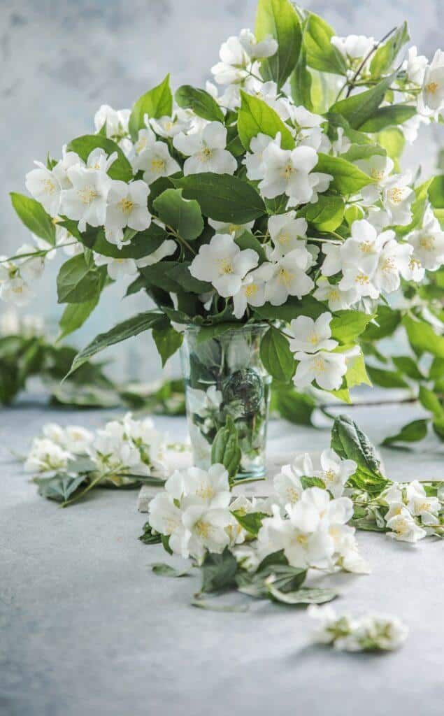 Jasmin Blumenstrauß in der Vase