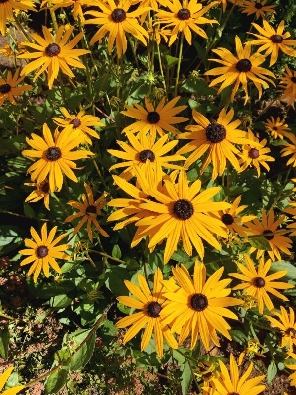Blühender Gelber Sonnenhut mit gelben Zungenblüten und dunkler Blütenmitte