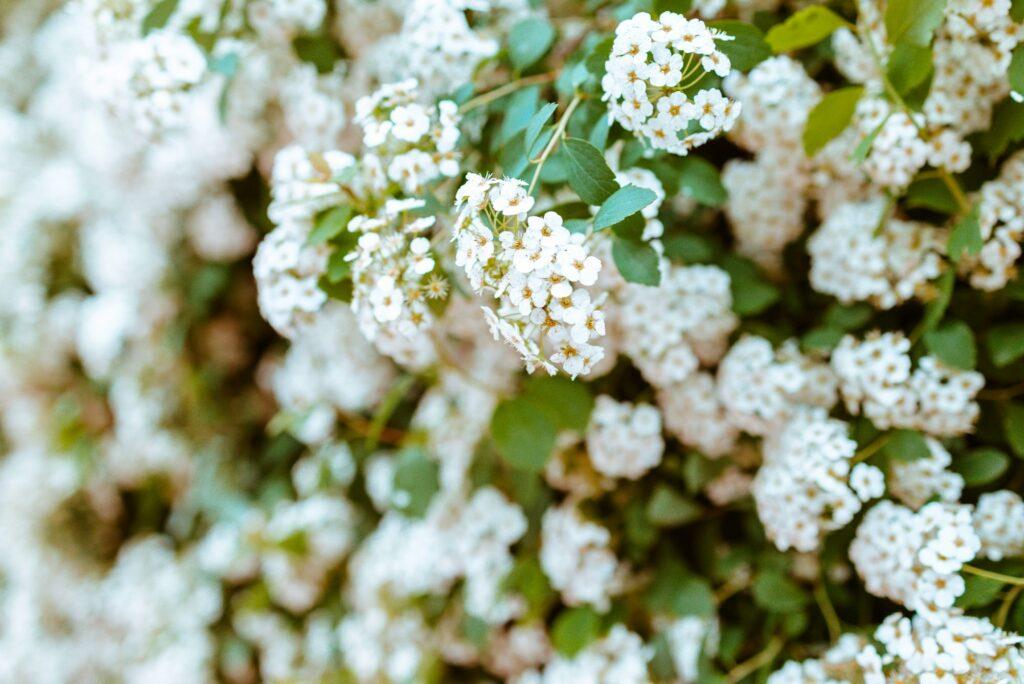 Blühende Viburnum lantana Sträucher in Stadtparks