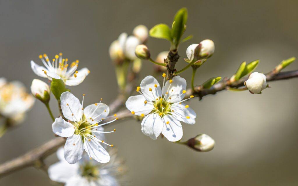 Weißdornblüte