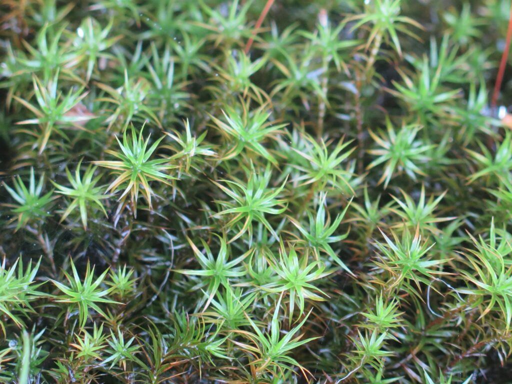 Steifes Frauenhaarmoos - Polytrichum strictum