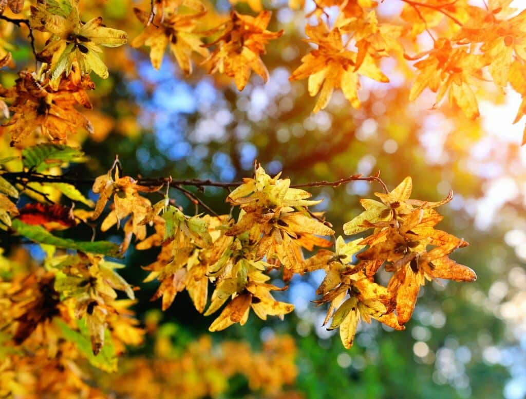 Zweig einer Hainbuche (Carpinus betulus) mit hängenden Blütenständen