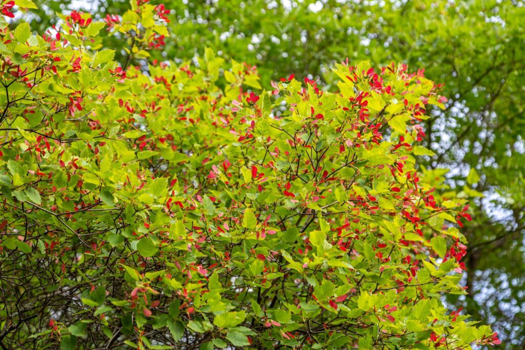 Amur-Ahorn - Acer ginnala