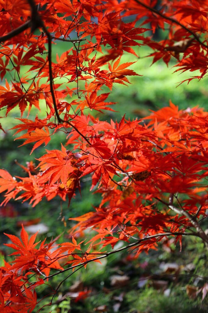 Fächerahorn - Acer palmatum