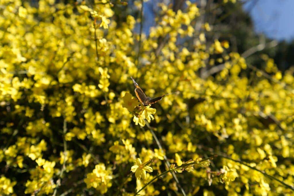 Winterjasmin - Jasminum nudiflorum